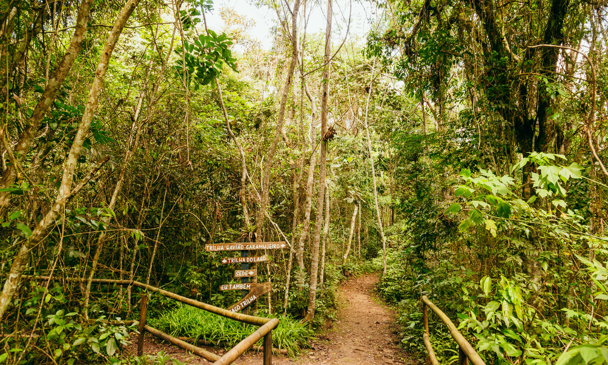 Trilha, São Paulo