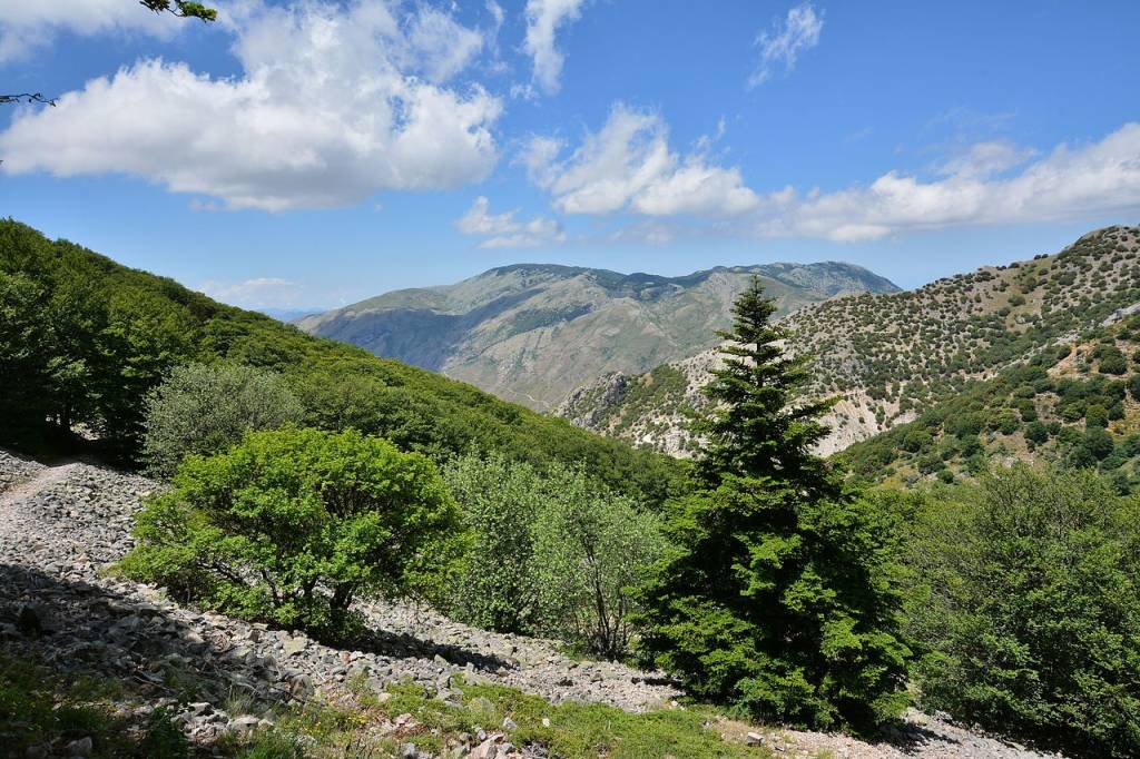 abeto-das-madonie abeto-das-madonie