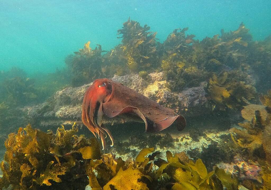 cuttlefish-sepia-gigante-australiana