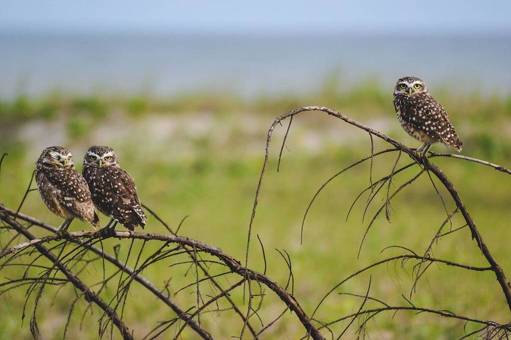 ilha-comprida-biodiversidade ilha-comprida-biodiversidade