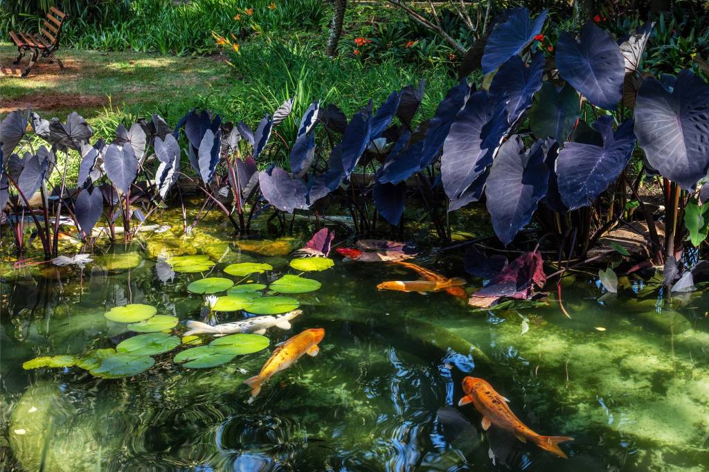Lago com carpas na Casa Museu Ema Klabin Lago com carpas na Casa Museu Ema Klabin