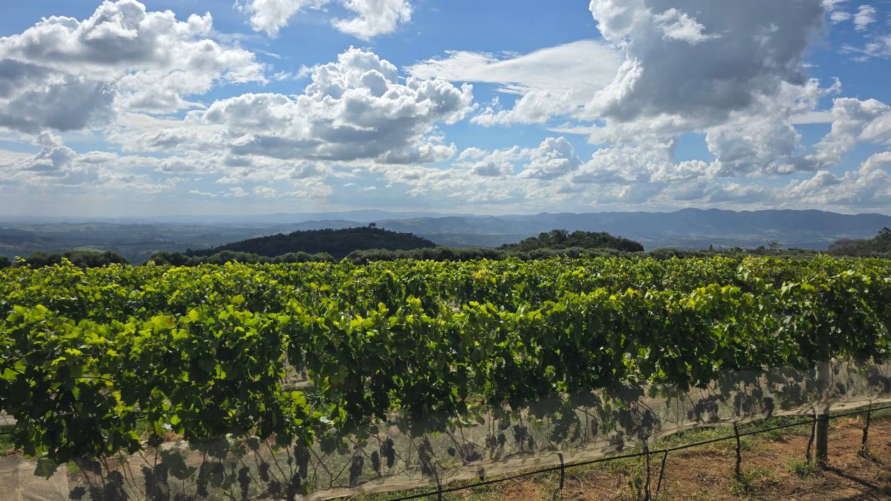 Durante parte do trajeto, é possível ver a Serra da Mantiqueira moldando o horizonte entre os vinhedos