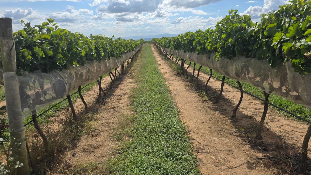 Vinhedos em uma vinícola em Espírito Santo do pinhal vonhedos vinícola espirito danto do pinhal