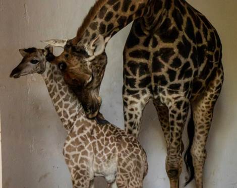 Zoológico de São Paulo
