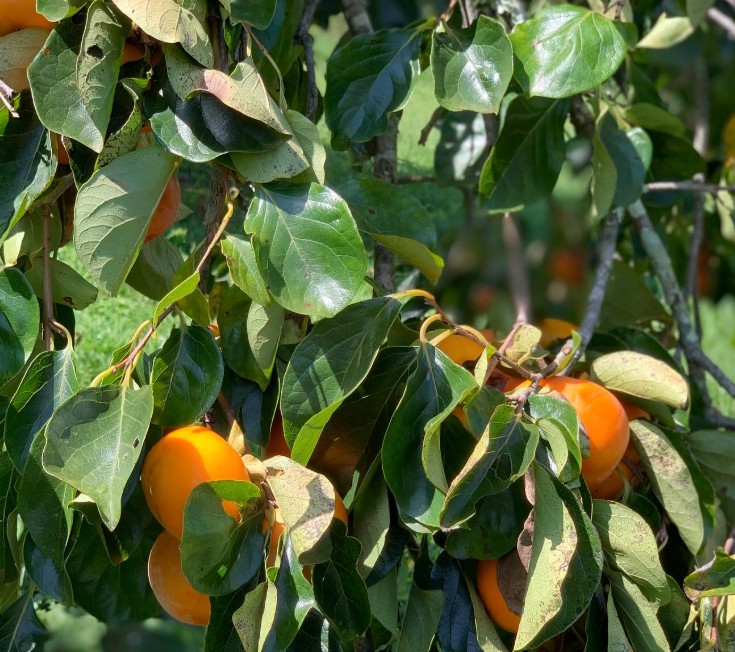 morungaba-frutas-sp
