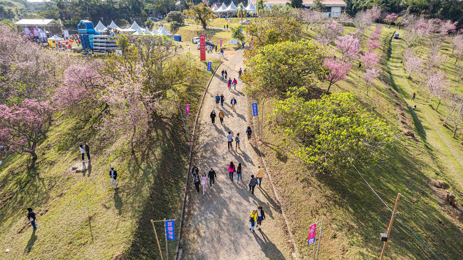 Festival das cerejeiras, Parque Bunkyo Kokushikan, em São Roque