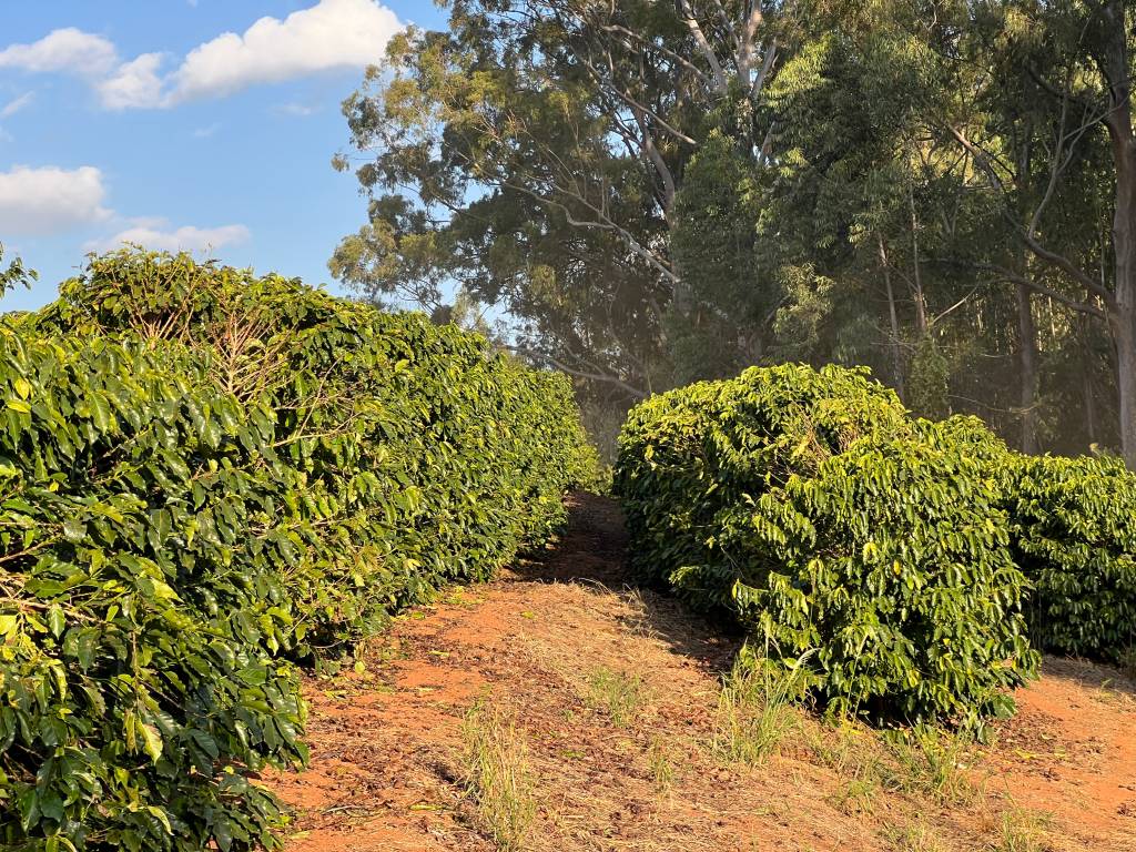 IMG_3292_812715 talhões trilha fazenda cachoeira da grama pousada do café
