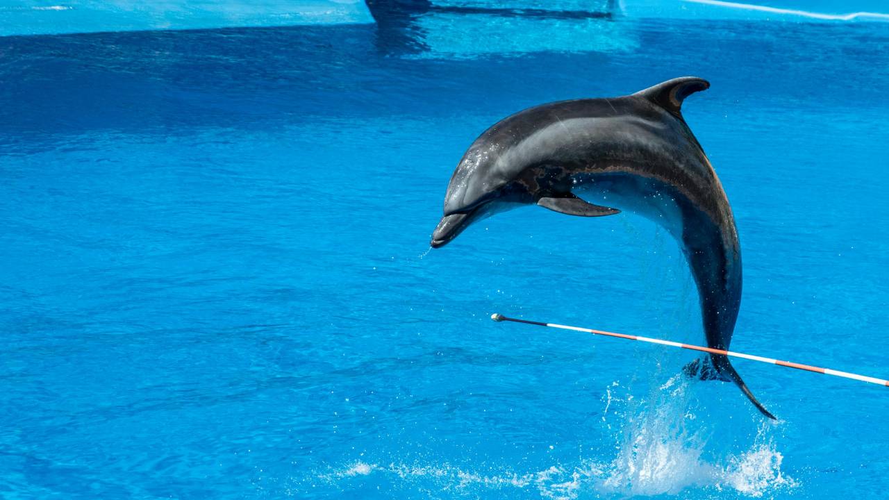 México dá passo histórico ao vetar o uso de mamíferos marinhos para fins de entretenimento