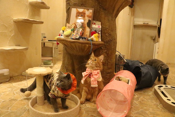 cat-cafe-tokyo cat-cafe-tokyo
