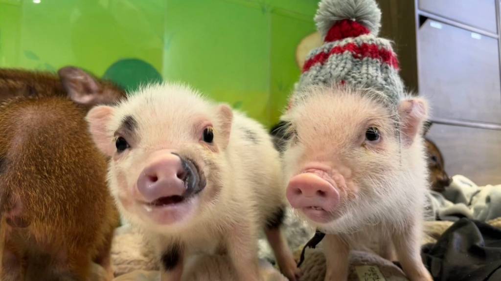 mipig-cafe mipig-cafe