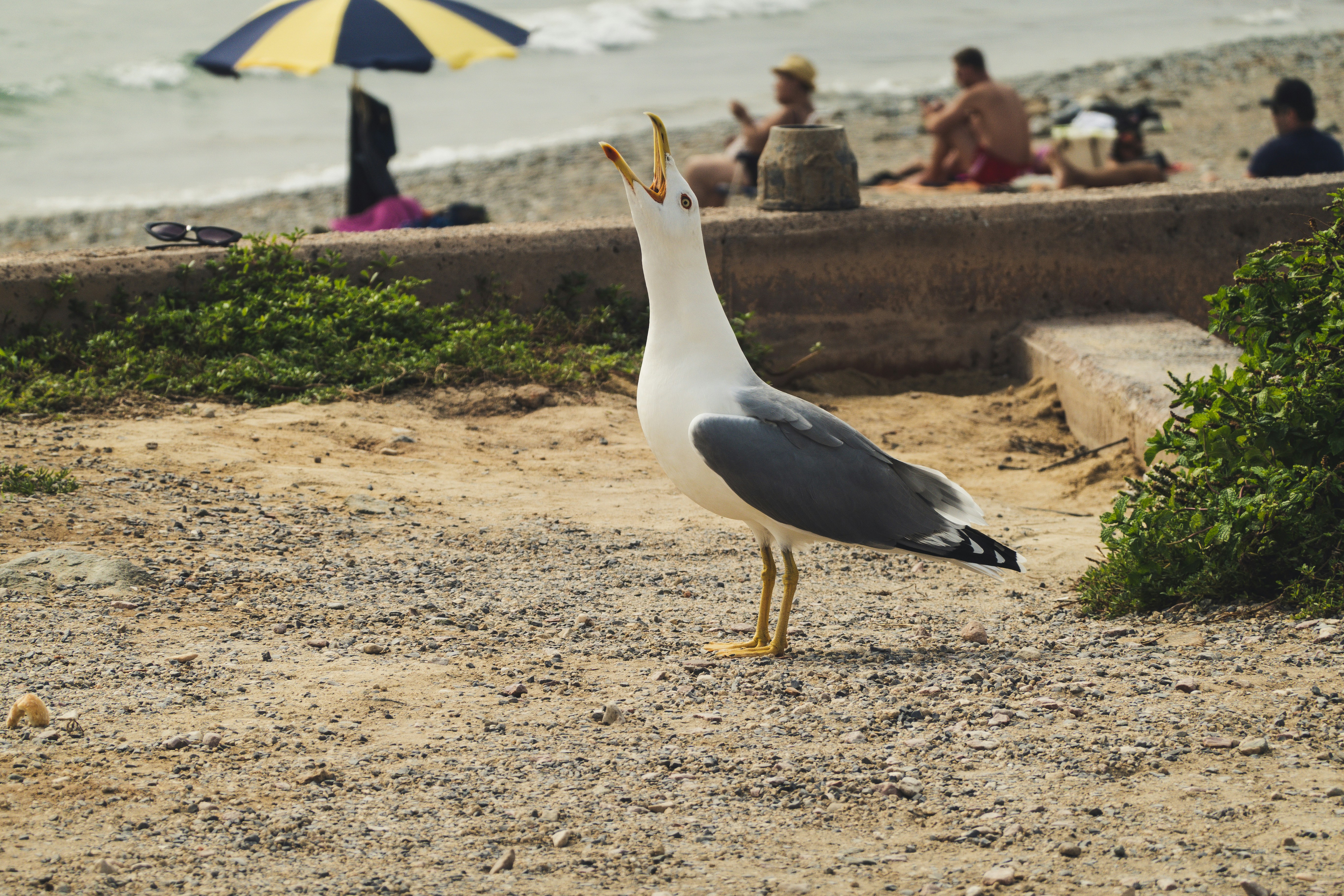 tabarca-espanha-aves