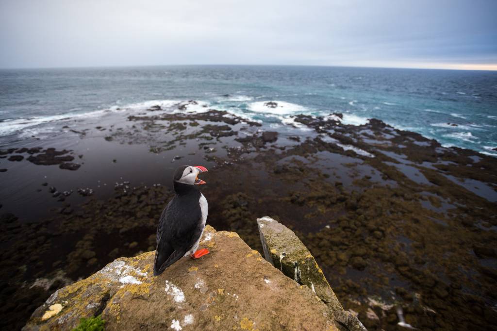 wesfjord-puffins wesfjord-puffins