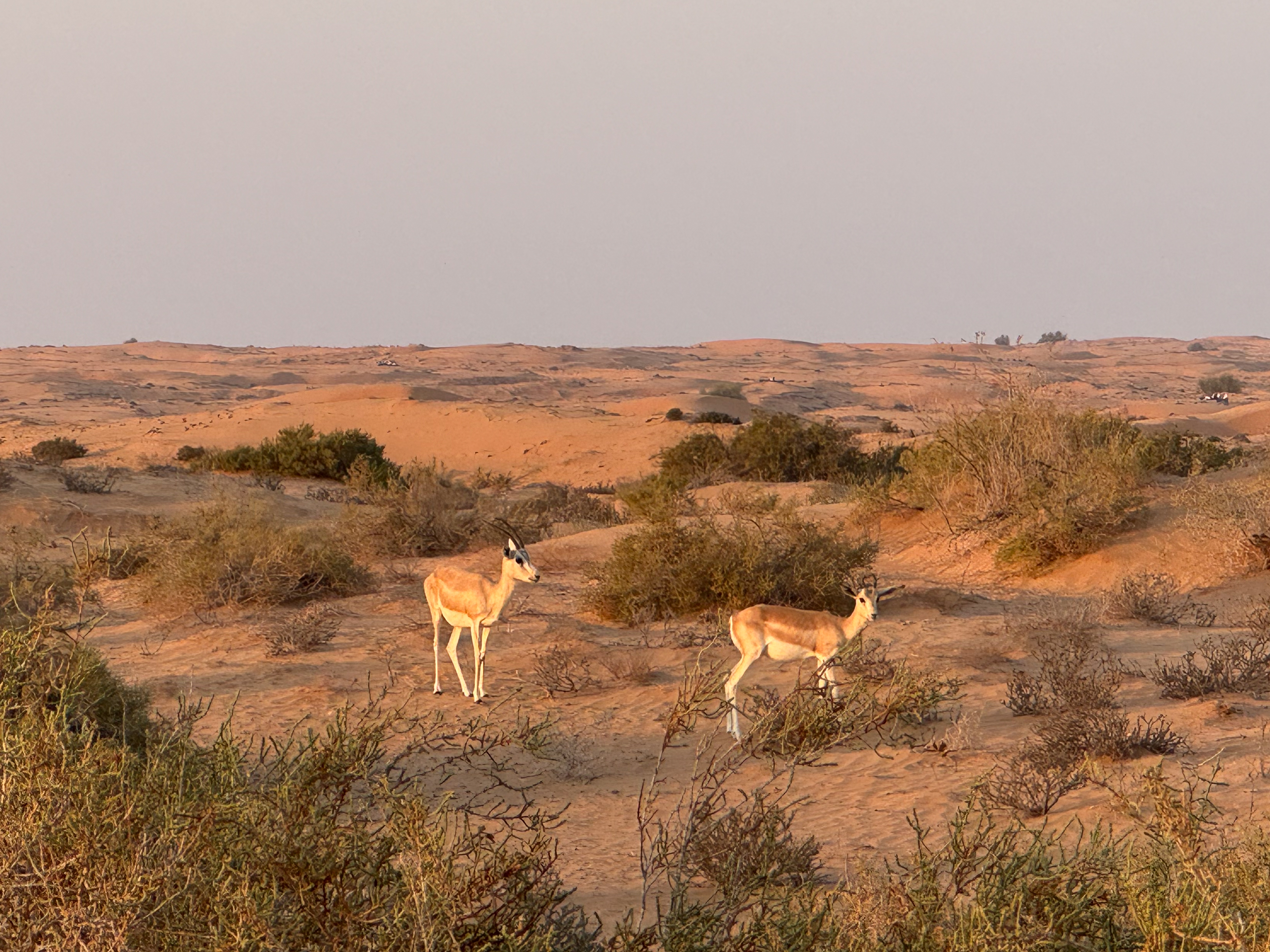 gazelas-árabes dubai