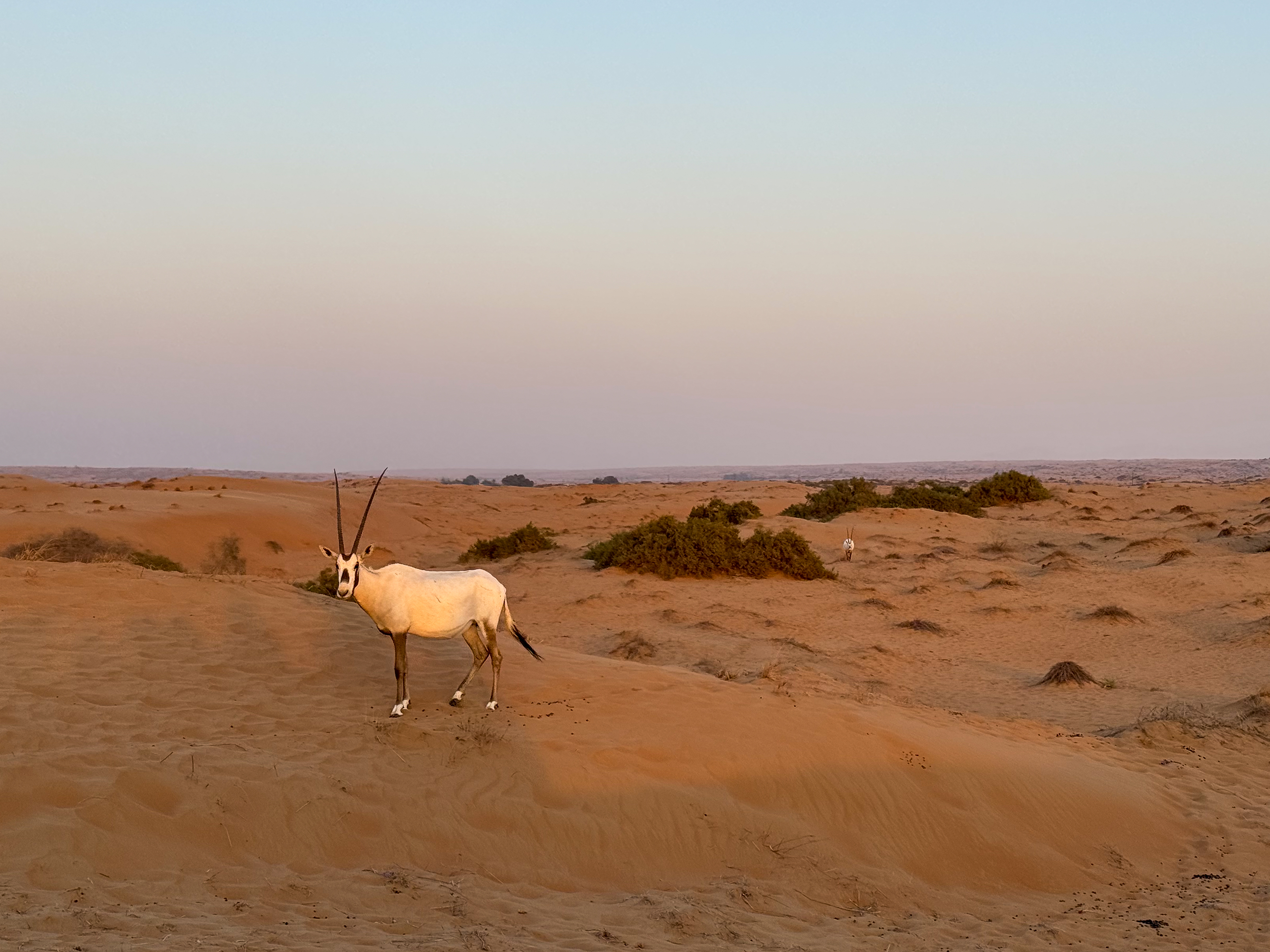 Órix-da-arábia dubai
