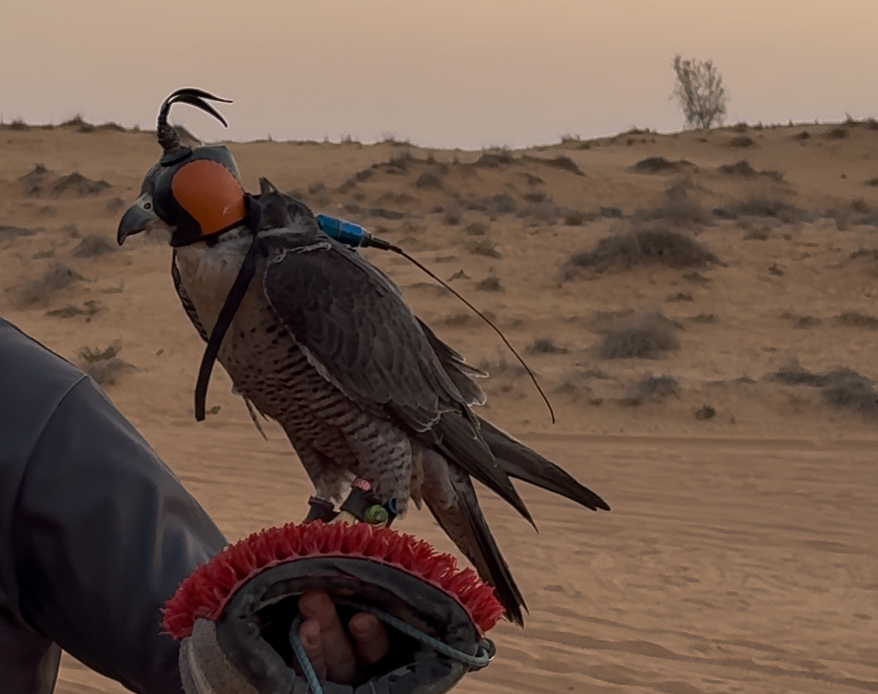Falcão-peregrino dubai