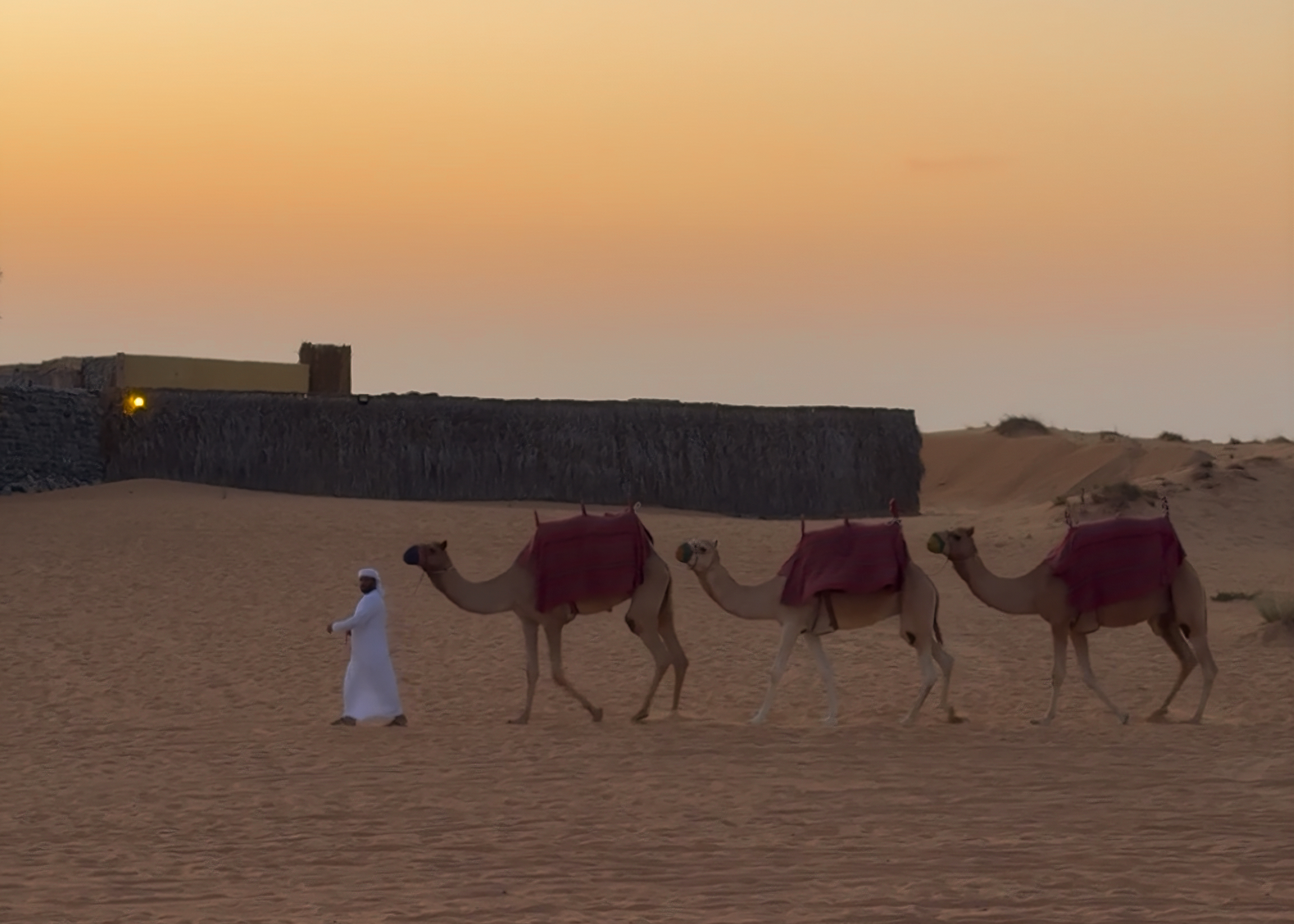 camelos dubai