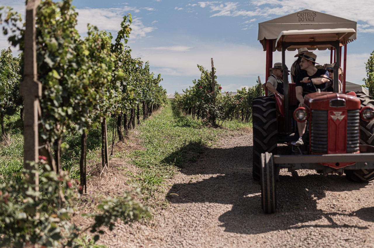 vindima-bento-goncalves