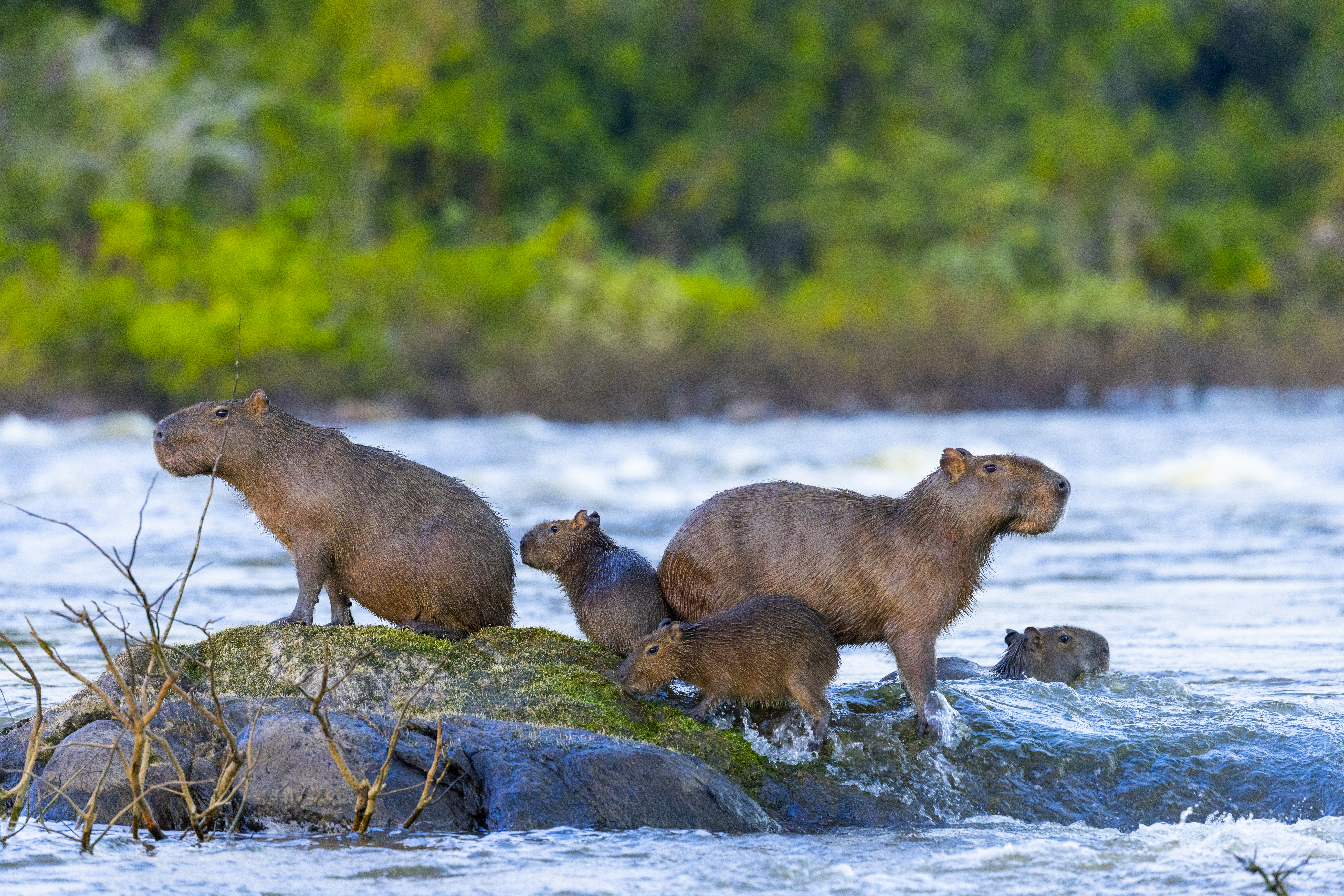 Grupo de cinco capivaras em um rio, com duas adultas e três filhotes. Uma capivara adulta está em uma rocha à esquerda, outra à direita, e os filhotes estão entre elas e na água, com vegetação verde ao fundo