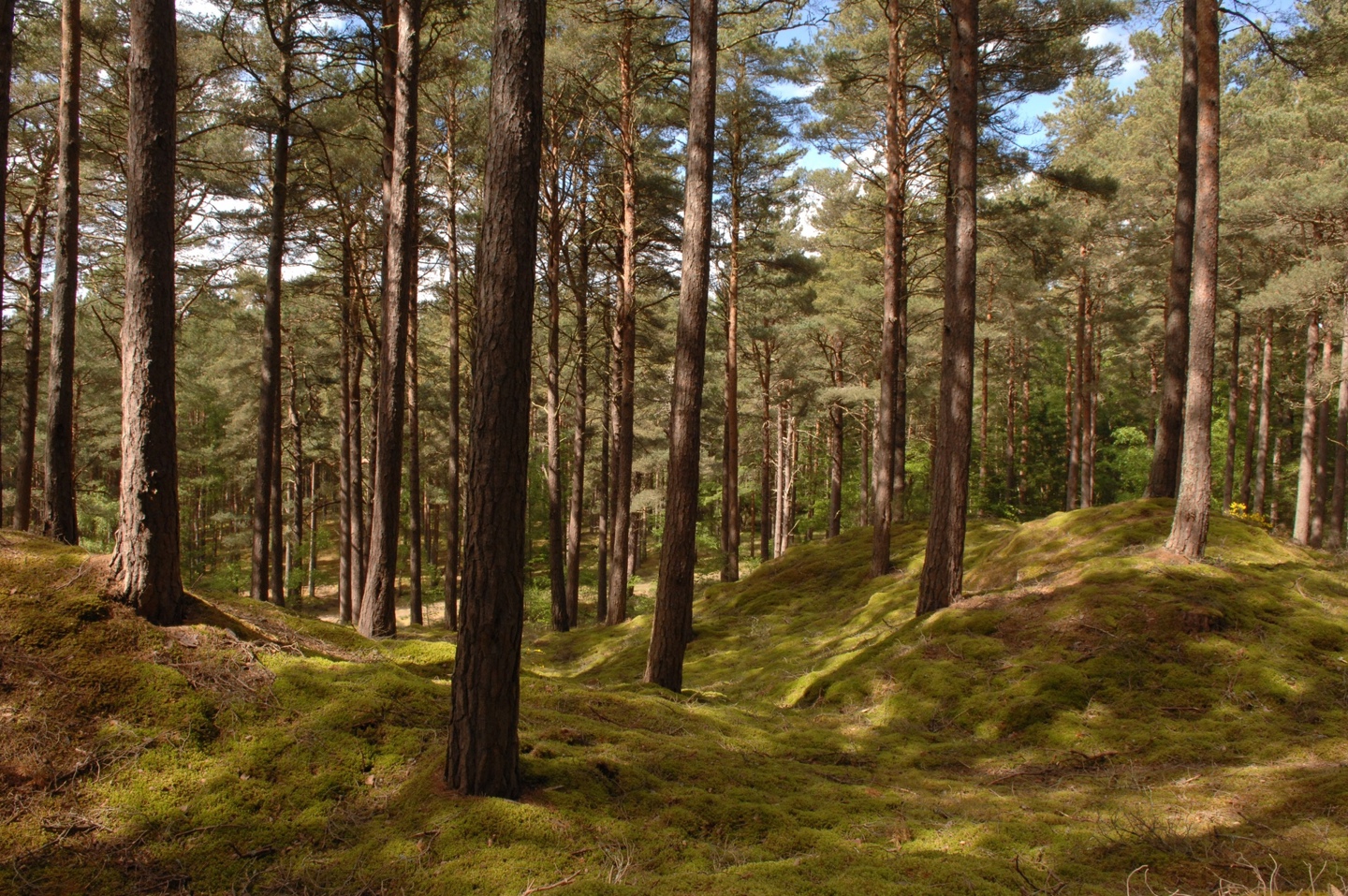 Floresta densa com pinheiros altos e troncos marrons, o chão coberto por musgo verde vibrante em pequenas colinas e vales, sob um céu azul com nuvens brancas visíveis entre as copas das árvores