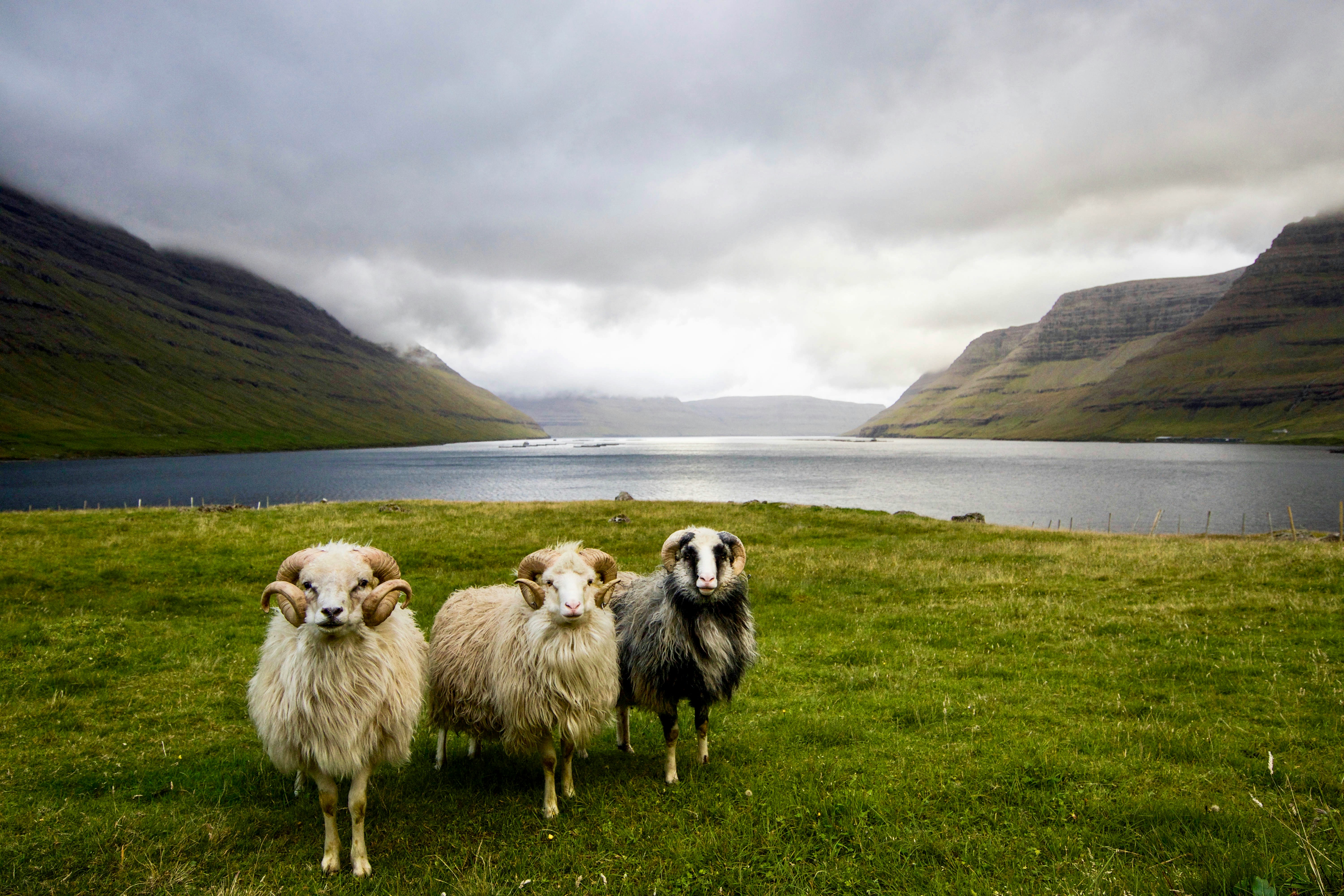 Três ovelhas, uma com chifres grandes e pelagem clara, outra com pelagem clara e uma terceira com pelagem escura e branca, estão em um campo verde. Ao fundo, um lago calmo reflete o céu nublado, cercado por montanhas íngremes e verdes, com nuvens baixas cobrindo os picos